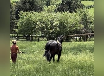 caballo de tiro, Caballo castrado, 6 años, 168 cm, Castaño rojizo
