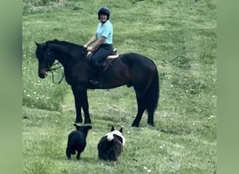 caballo de tiro, Caballo castrado, 6 años, 168 cm, Castaño rojizo
