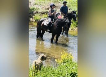 caballo de tiro, Caballo castrado, 6 años, 168 cm, Castaño rojizo