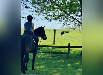 caballo de tiro, Caballo castrado, 6 años, 168 cm, Castaño rojizo