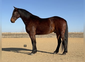 caballo de tiro Mestizo, Caballo castrado, 6 años, 168 cm, Castaño rojizo