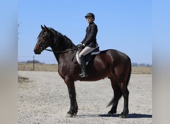 caballo de tiro Mestizo, Caballo castrado, 6 años, 168 cm, Castaño rojizo