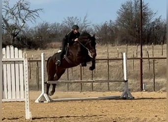 caballo de tiro, Caballo castrado, 6 años, 168 cm, Castaño rojizo