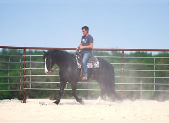 caballo de tiro Mestizo, Caballo castrado, 6 años, 168 cm, Negro