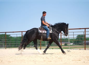 caballo de tiro Mestizo, Caballo castrado, 6 años, 168 cm, Negro