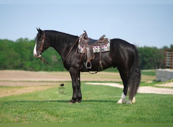 caballo de tiro Mestizo, Caballo castrado, 6 años, 168 cm, Negro