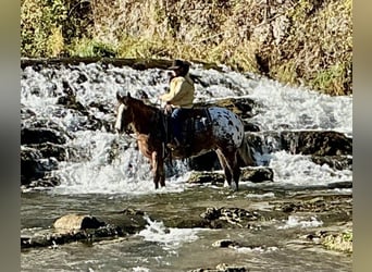 caballo de tiro Mestizo, Caballo castrado, 6 años, 168 cm