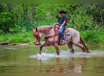 caballo de tiro, Caballo castrado, 6 años, 168 cm, Ruano alazán