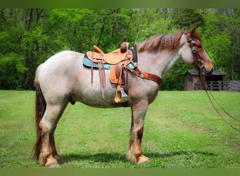 caballo de tiro, Caballo castrado, 6 años, 168 cm, Ruano alazán