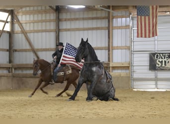 caballo de tiro Mestizo, Caballo castrado, 6 años, 168 cm, Ruano azulado