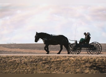 caballo de tiro Mestizo, Caballo castrado, 6 años, 168 cm, Ruano azulado