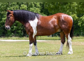 caballo de tiro, Caballo castrado, 6 años, 168 cm, Tobiano-todas las-capas