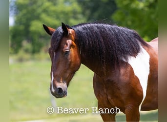 caballo de tiro, Caballo castrado, 6 años, 168 cm, Tobiano-todas las-capas