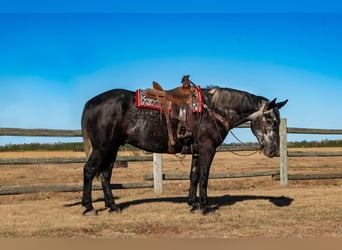 caballo de tiro Mestizo, Caballo castrado, 6 años, 168 cm, Tordo