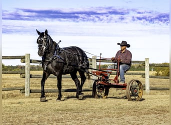 caballo de tiro Mestizo, Caballo castrado, 6 años, 168 cm, Tordo