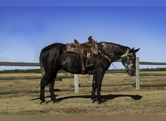 caballo de tiro Mestizo, Caballo castrado, 6 años, 168 cm, Tordo