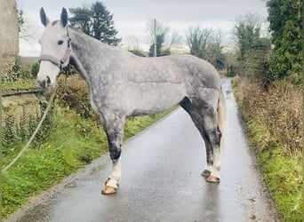 caballo de tiro, Caballo castrado, 6 años, 168 cm, Tordo rodado