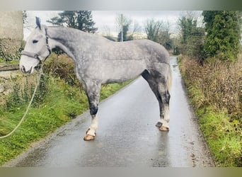 caballo de tiro, Caballo castrado, 6 años, 168 cm, Tordo rodado