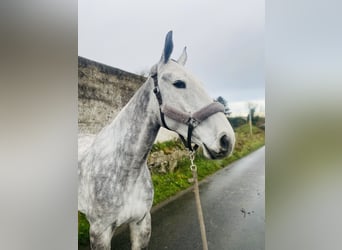 caballo de tiro, Caballo castrado, 6 años, 168 cm, Tordo rodado