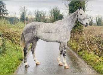 caballo de tiro, Caballo castrado, 6 años, 168 cm, Tordo rodado