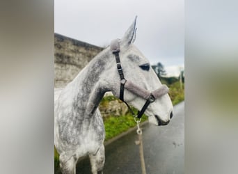 caballo de tiro, Caballo castrado, 6 años, 168 cm, Tordo rodado