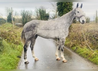 caballo de tiro, Caballo castrado, 6 años, 168 cm, Tordo rodado