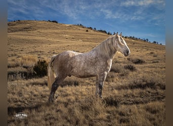 caballo de tiro, Caballo castrado, 6 años, 168 cm, Tordo rodado