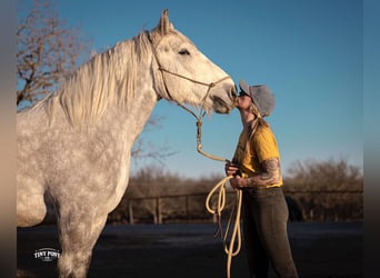 caballo de tiro, Caballo castrado, 6 años, 168 cm, Tordo rodado