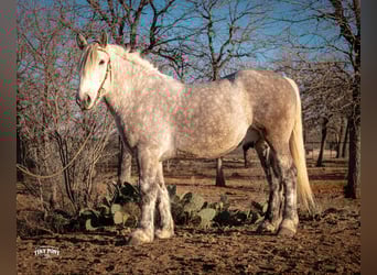 caballo de tiro, Caballo castrado, 6 años, 168 cm, Tordo rodado
