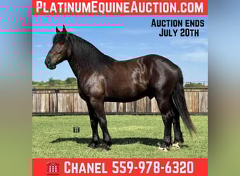 caballo de tiro, Caballo castrado, 6 años, 170 cm, Negro