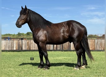 caballo de tiro, Caballo castrado, 6 años, 170 cm, Negro