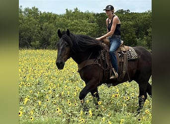caballo de tiro, Caballo castrado, 6 años, 170 cm, Negro