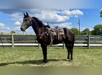 caballo de tiro, Caballo castrado, 6 años, 170 cm, Negro