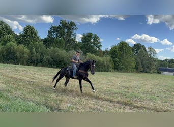 caballo de tiro, Caballo castrado, 6 años, 170 cm, Negro