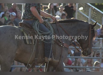 caballo de tiro, Caballo castrado, 6 años, 170 cm, Ruano azulado