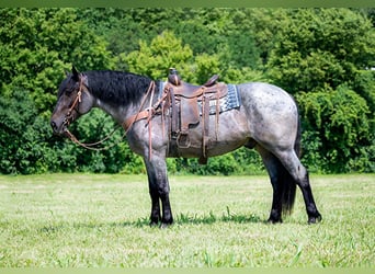 caballo de tiro, Caballo castrado, 6 años, 170 cm, Ruano azulado