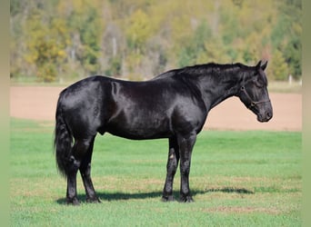 caballo de tiro Mestizo, Caballo castrado, 6 años, 173 cm, Negro