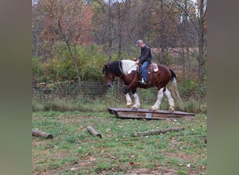 caballo de tiro Mestizo, Caballo castrado, 6 años, 173 cm, Pío