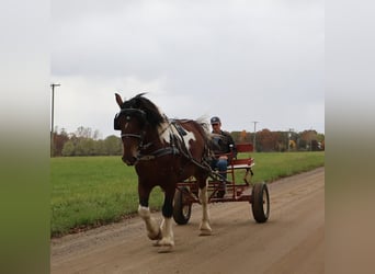 caballo de tiro Mestizo, Caballo castrado, 6 años, 173 cm, Pío