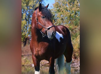 caballo de tiro Mestizo, Caballo castrado, 6 años, 173 cm, Pío