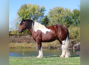 caballo de tiro Mestizo, Caballo castrado, 6 años, 173 cm, Pío