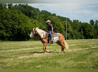 caballo de tiro, Caballo castrado, 6 años, 173 cm, Pío