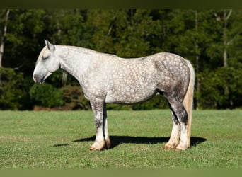 caballo de tiro Mestizo, Caballo castrado, 6 años, 173 cm, Tordo rodado