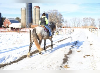 caballo de tiro Mestizo, Caballo castrado, 6 años, 175 cm, Tordo