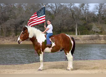 caballo de tiro Mestizo, Caballo castrado, 6 años, 183 cm, Pío