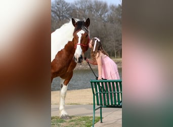 caballo de tiro Mestizo, Caballo castrado, 6 años, 183 cm, Pío