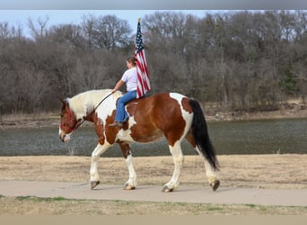 caballo de tiro Mestizo, Caballo castrado, 6 años, 183 cm, Pío