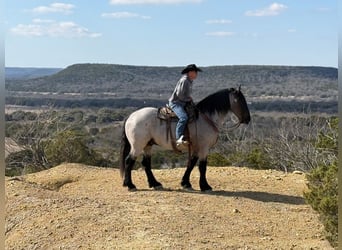 caballo de tiro Mestizo, Caballo castrado, 6 años, 183 cm, Ruano azulado