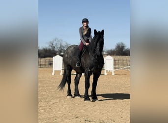 caballo de tiro, Caballo castrado, 6 años, 183 cm, Ruano azulado