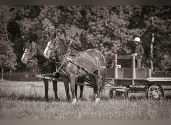 caballo de tiro Mestizo, Caballo castrado, 6 años, Castaño rojizo